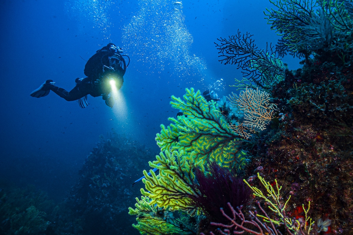 A scuba diver with a flashlight observes coral off the coast of Scilla, Calabria, Italy