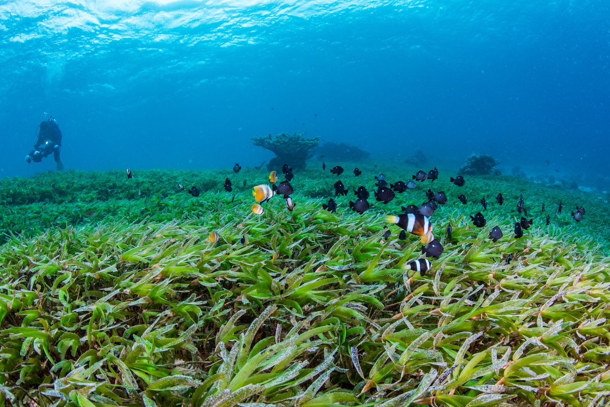 A seagrass bed with anemone fish in Wakatobi National Park, Indonesia