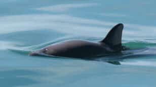 Biden Declines Call to Embargo Products From Mexico Over Endangered Vaquita Crisis