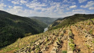Some of Europe’s Most Popular Wines at Risk From Climate Crisis