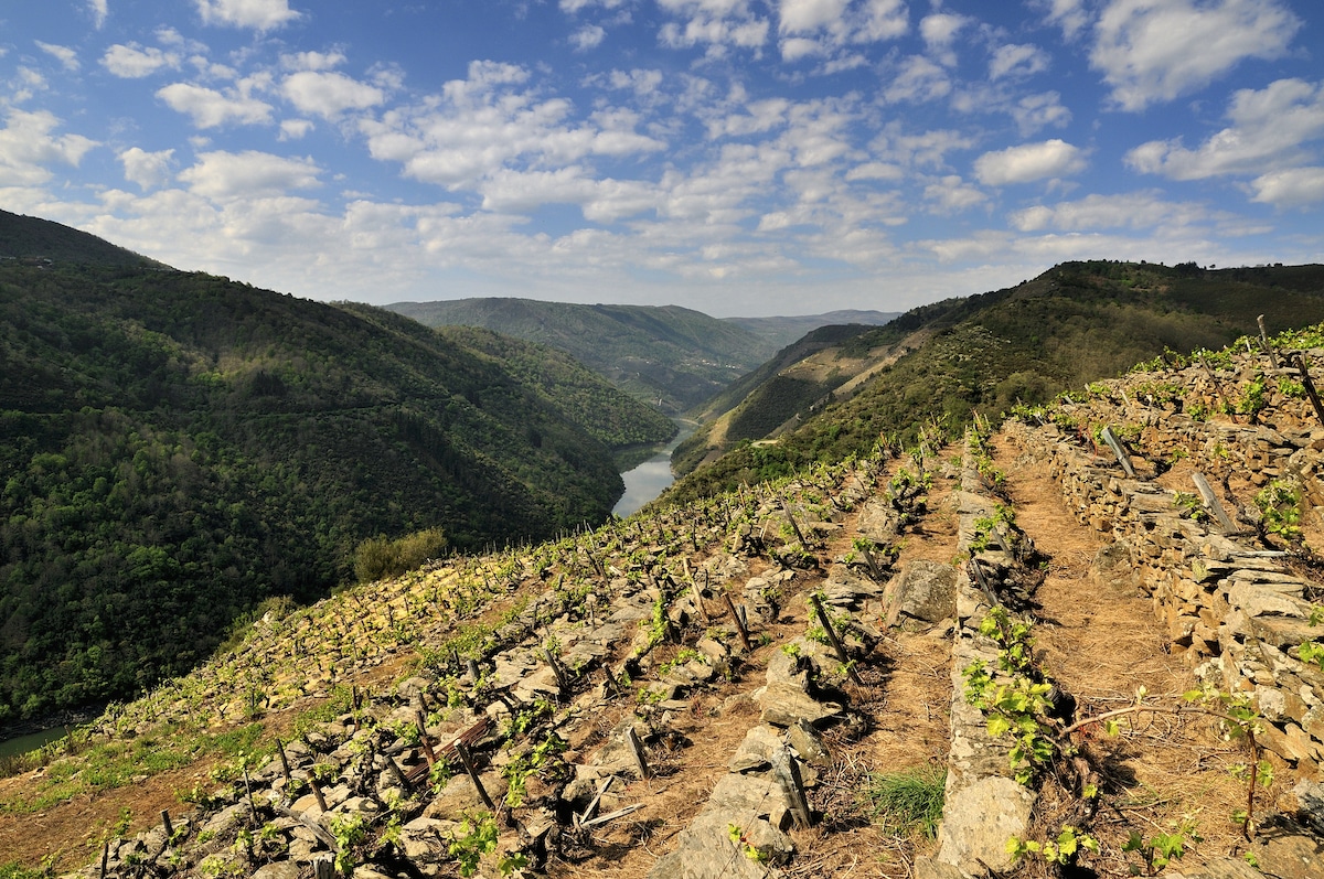Viticulture wine production fields in Ribeira Sacra, Spain