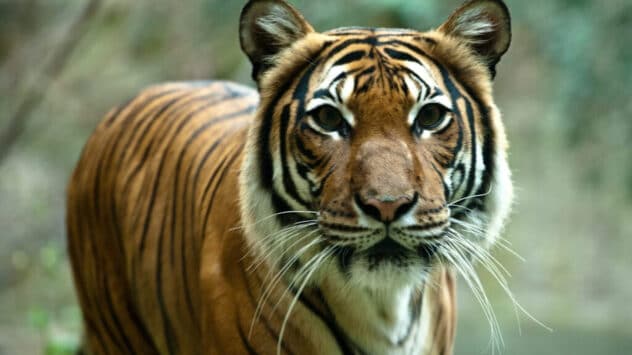 Wild Tiger Population in Bhutan Increases 27% Since 2015