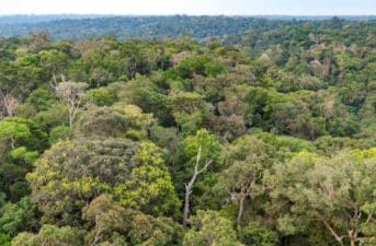Study Warns of ‘Massive Leaf Death’ in Tropical Forests With ‘Do Nothing Response to Climate Change’
