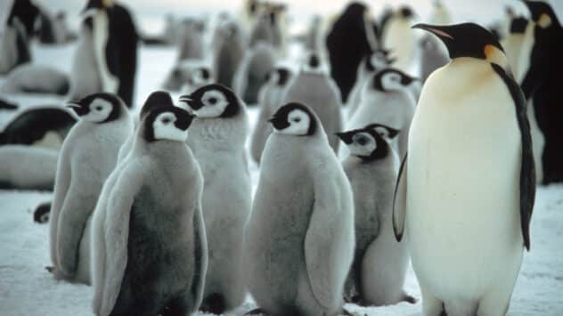 Thousands of Emperor Penguin Chicks Die Due to Antarctic Ice Loss