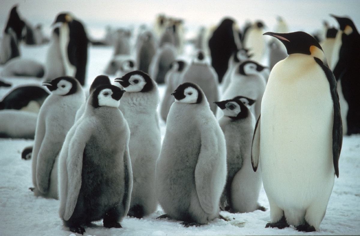 A group of emperor penguins (Aptenodytes forsteri), which breed on sea ice during the Antarctic winter.