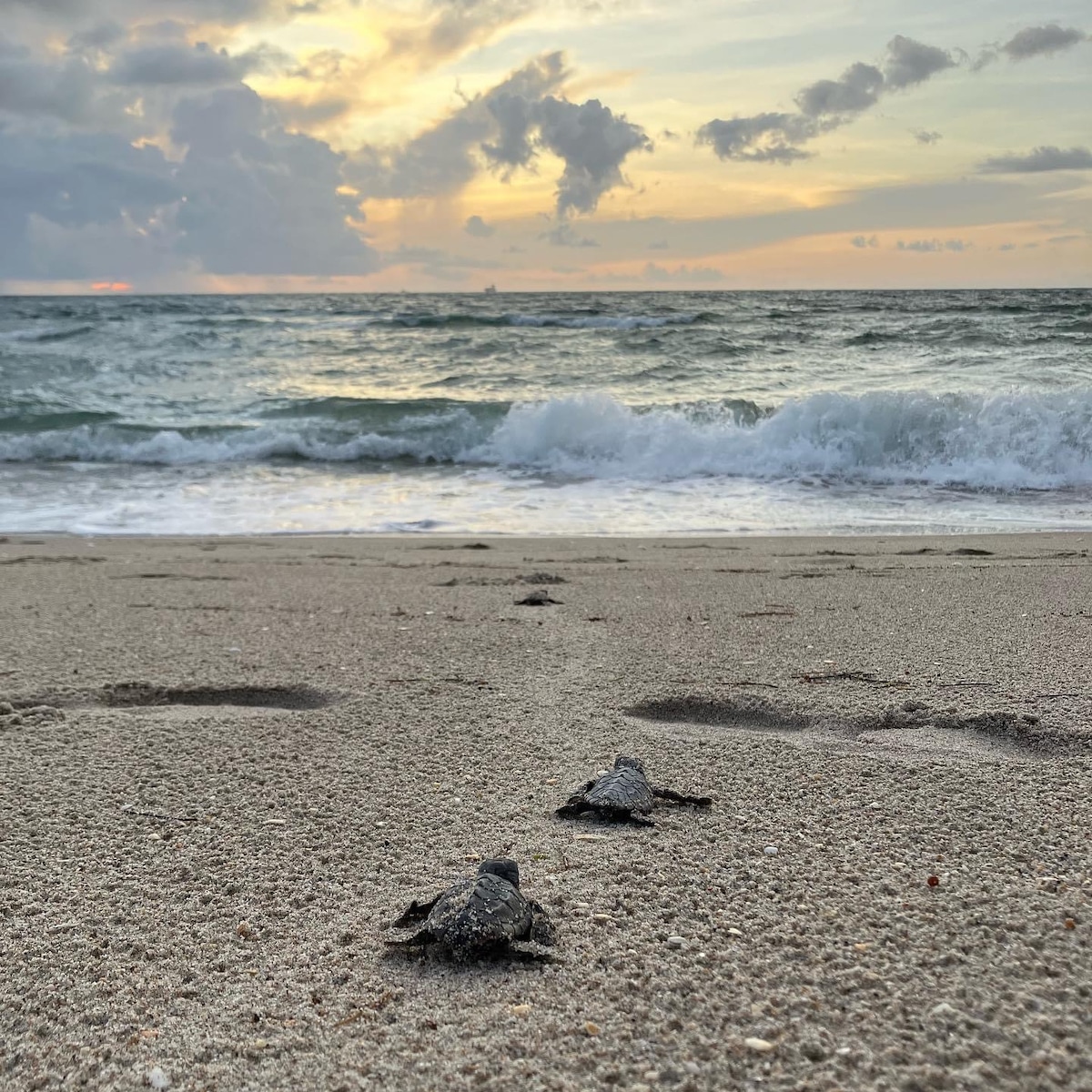 Hot ocean temperatures affect sea turtles’ development and hatching success while they nest in the sand along shorelines
