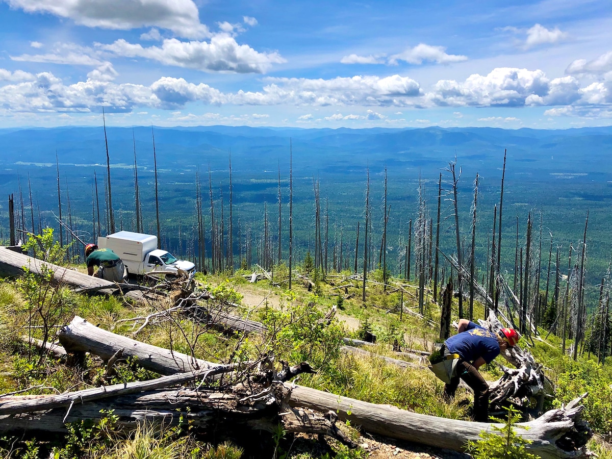 A U.S. Forest Service crew plants whitebark pine trees in Flathead National Forest, Montana