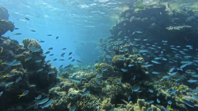 Australia’s Great Barrier Reef Under ‘Serious Threat,’ but Stays Off UNESCO’s ‘In Danger’ List