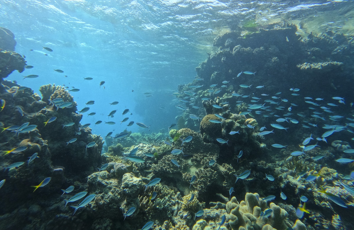 A school of fish swim through a break in the coral along the Great Barrier Reef on Hastings Reef, Australia