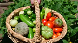 Gardening Households Consume More Fruits and Vegetables and Create Less Food Waste, Study Finds