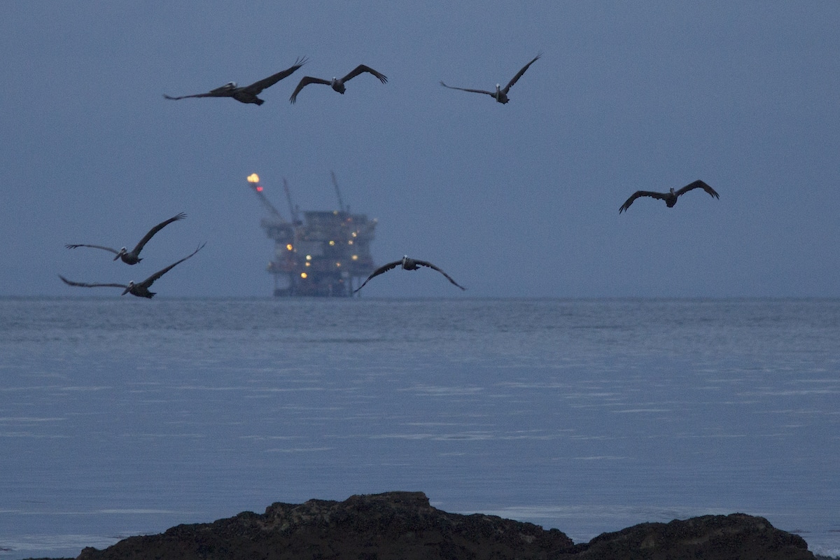 An oil platform in the distance as California brown pelicans fly over oil-contaminated water from an inland oil spill at Refugio State Beach north of Goleta, California