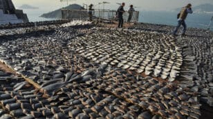 Overfishing 101: Everything You Need to Know