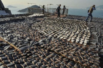 Overfishing 101: Everything You Need to Know