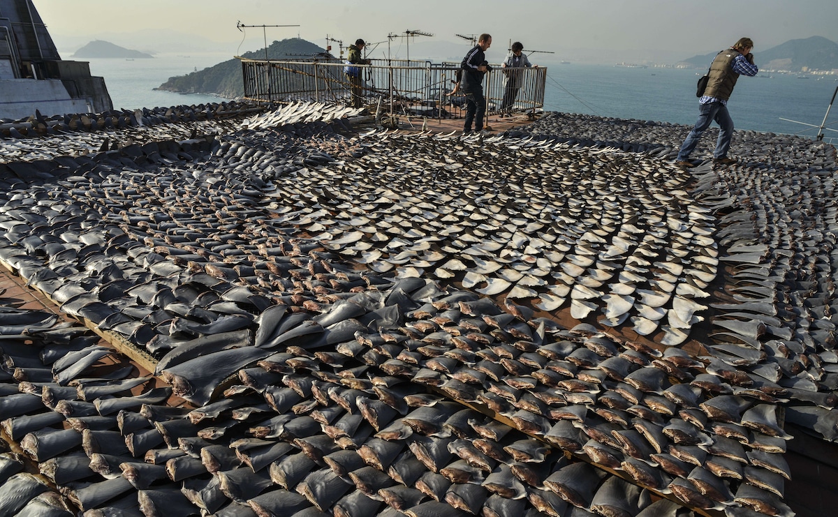 Shark fins drying in the sun cover the roof of a factory building in Hong Kong
