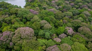 Tropical Trees Distance Themselves From Their Own Species to Protect Forest Diversity
