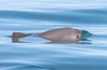 First-Ever Extinction Alert Issued for Vaquita Porpoise