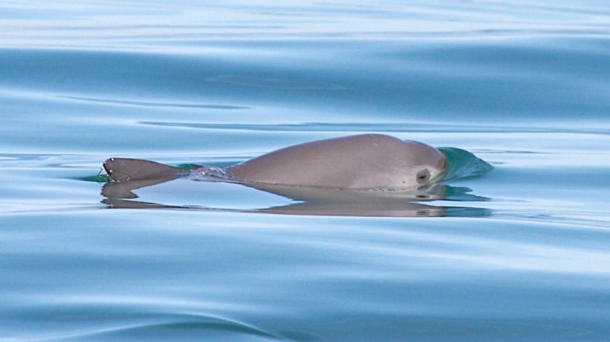 The vaquita is a small porpoise found only in the Gulf of California, Mexico
