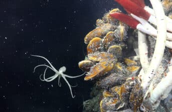 ‘Remarkable Discovery’ of Life Beneath Hydrodermal Vents Is Another Argument for Protecting the Deep Ocean