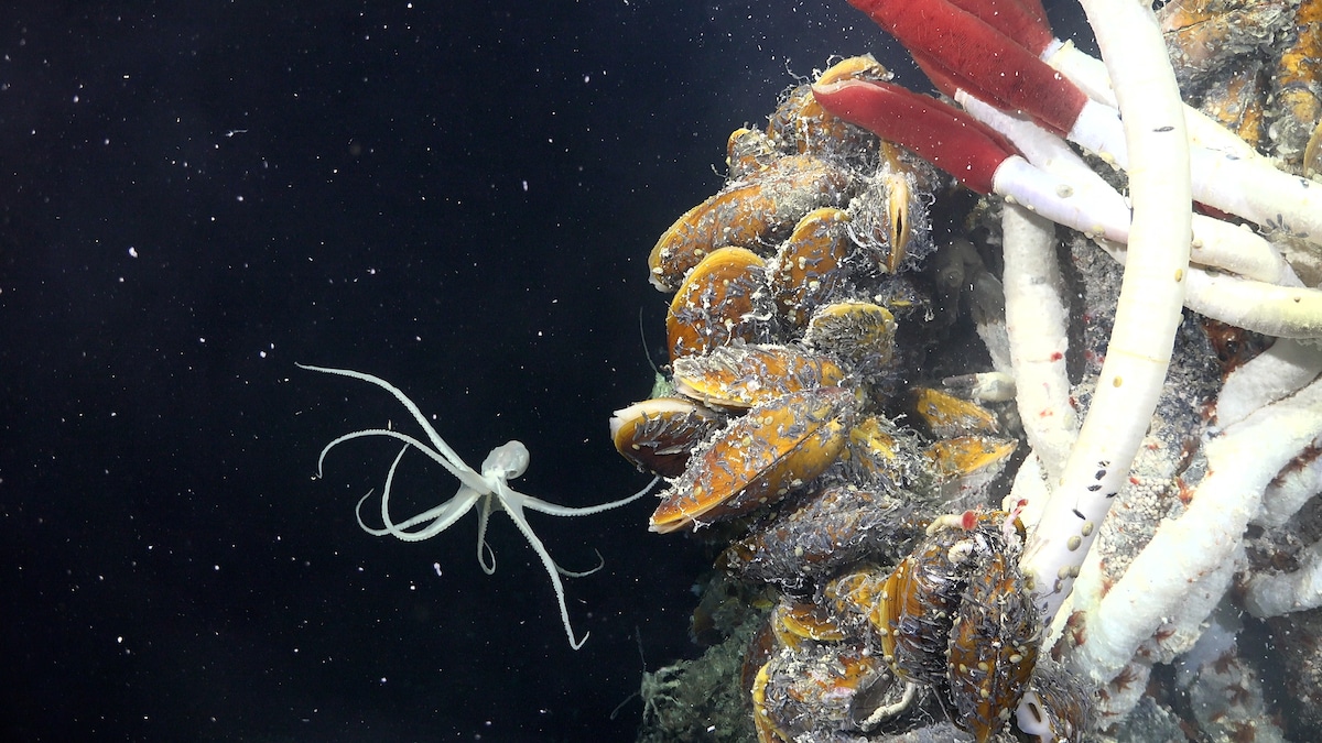 A vulcanoctopus (a small benthic octopus endemic to hydrothermal vents) is seen near muscles and tubeworms near Tica Vent on the East Pacific Rise