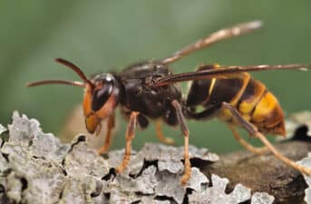 Invasive Yellow-Legged Hornet Spotted in Georgia Is a Honey Bee Predator Related to ‘Murder Hornets’