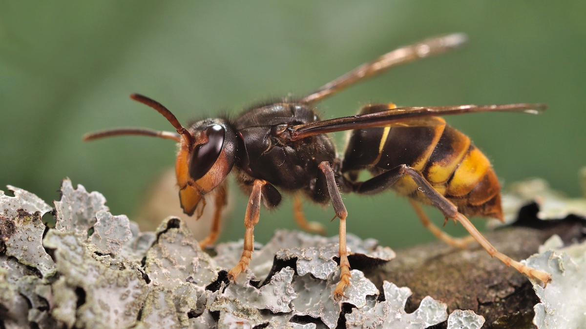 A yellow-legged hornet (Vespa velutina, formerly called Asian hornet)