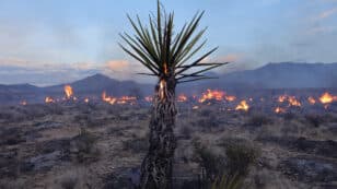 California’s York Fire Sweeps Across Mojave Desert, Threatening Wildlife and Joshua Trees
