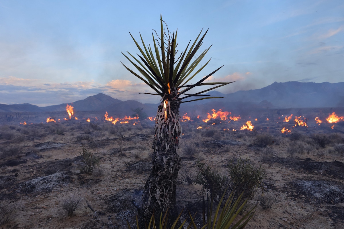 The York Fire burns in the Mojave National Preserve in California