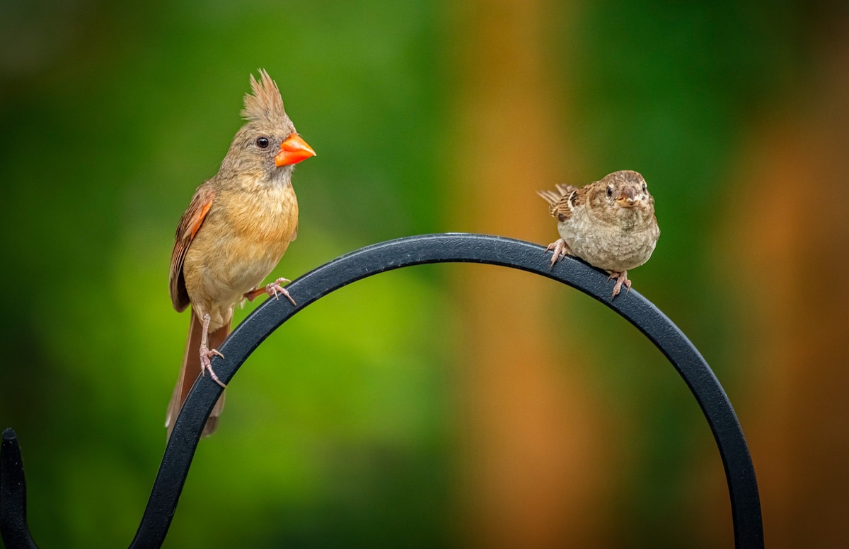 A northern cardinal and another bird perched on a metal bar in San Antonio, Texas