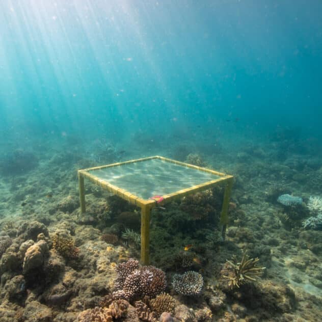 Shading Corals Four Hours a Day Could Slow Bleaching, Scientists Find