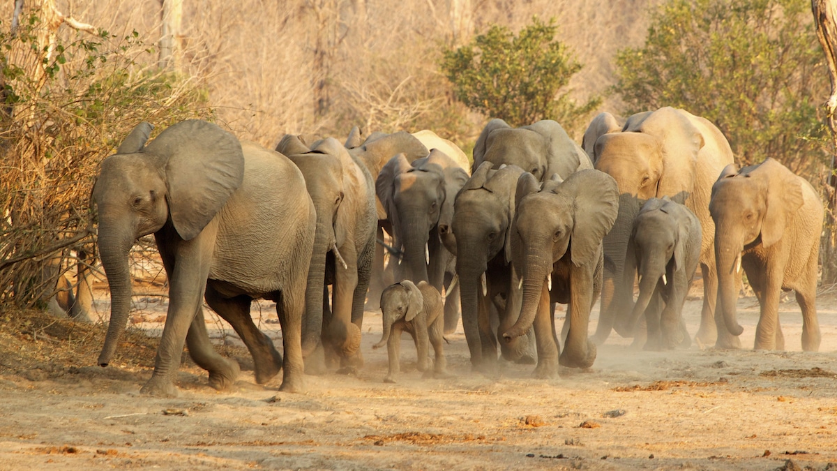 A herd of elephants on the move in Zimbabwe