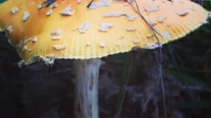 Climate Crisis Is Breaking Down Fungi-Tree Communication Networks, Study Finds