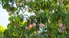 Farmers in Italy Switch to Mangoes, Other Tropical Fruits in Response to Climate Change
