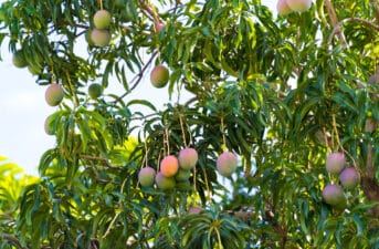 Farmers in Italy Switch to Mangoes, Other Tropical Fruits in Response to Climate Change