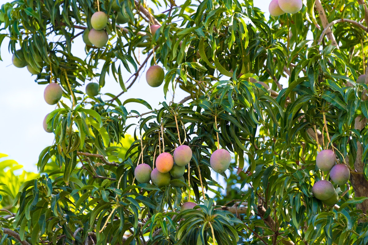 Mangoes growing on a tree in Cuba in 2016