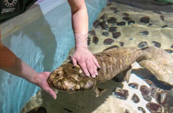 At 92, the Lungfish Methuselah Is the Oldest Fish in Captivity