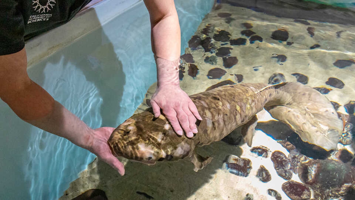 The lungfish named Methuselah receives care from a biologist at the California Academy of Sciences