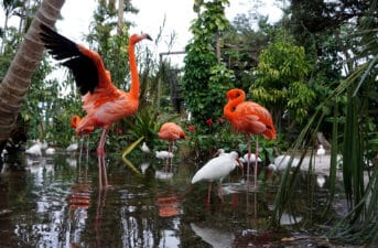 Flamingos From Mexico Seen From Florida to Ohio After Being Blown Off Course by Hurricane Idalia