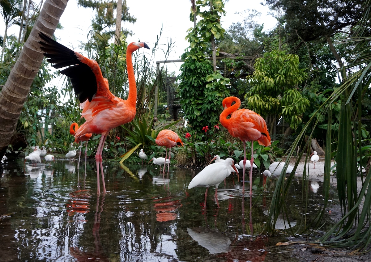 Flamingos in Bonita Springs, Florida