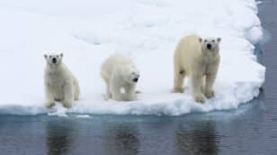 Scientists Find Direct Link Between Polar Bear Cub Survival Rates and Human-Caused Carbon Emissions