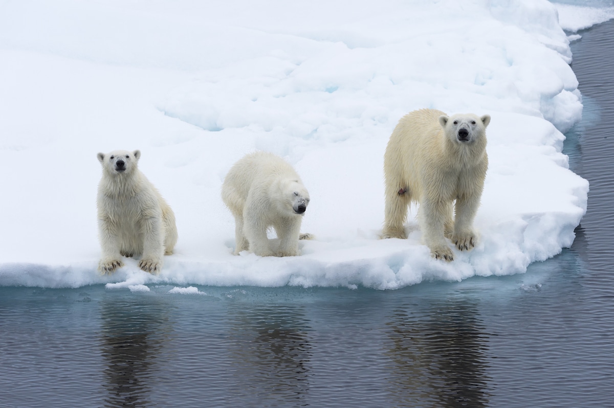 A mother polar bear with two cubs on the edge of a melting ice floe in Norway