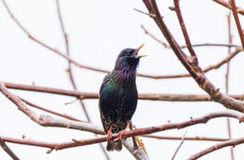 Superior Vocal Learning in Birds Linked to Better Problem Solving and Bigger Brain Size