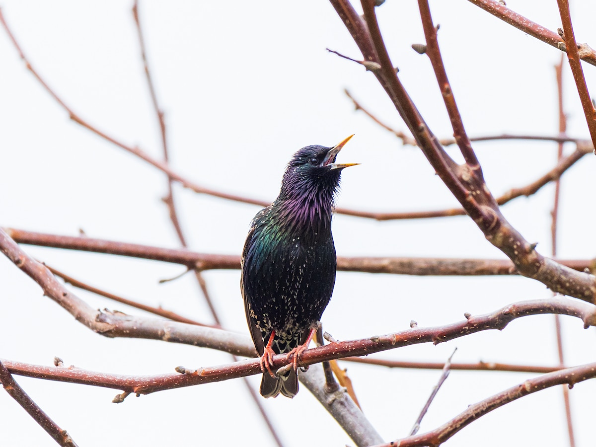 A European starling perched on a twig and singing