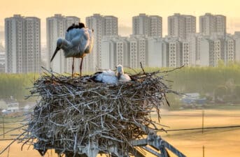 Wildlife Living in Cities Exemplify ‘Urban Trait Syndrome,’ Study Says