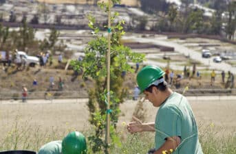 U.S. Announces $1.13 Billion in Grants for Tree Planting Projects