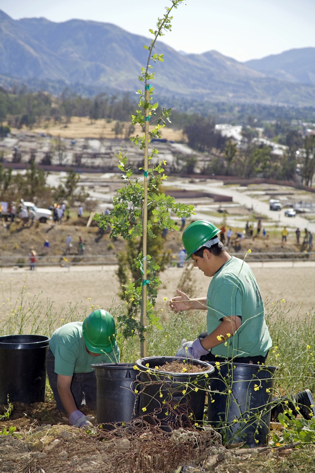 LA Conservation Corps plant a tree to help reforest an area devasted by wildfires