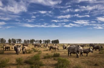 Nonprofit Buys Millionaire’s Rhino-Breeding Program With Eyes on Rewilding