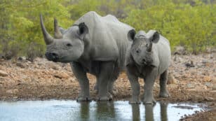 White Rhino Population in Africa Increases for First Time Since 2012