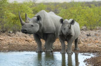 White Rhino Population in Africa Increases for First Time Since 2012