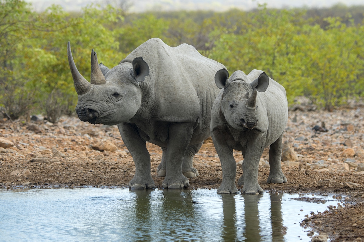 A white rhinoceros mother and calf at a waterhole in the Ongava Game Reserve in northwestern Namibia