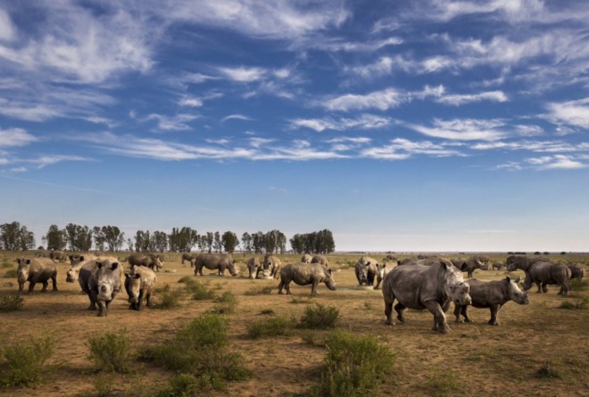 African Parks has purchased the world’s largest captive rhino breeding operation
